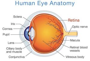 شبكية العين - Retina
